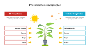 Infographic PPT showing photosynthesis with a plant and cellular respiration on the right, listing gases and sugars involved.