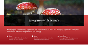 A photo of colorful mushrooms in the wild, with a caption explaining saprophytes and their role in soil biology with text.