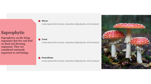 Split design with a pink box on the left for text and a photo of red mushrooms on the right.