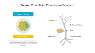 Slide with an illustration of sensory and unipolar neurons with labeled neuron parts like dendrites, axons, and cell bodies.