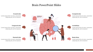 Infographics depicting the brain with labeled sections with illustrations of people studying the brain and placeholder text.