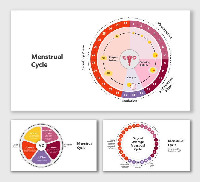 Alt: Menstrual Cycle cover slide with 28-day circular phase diagram and central uterus icon in red and pink layout.