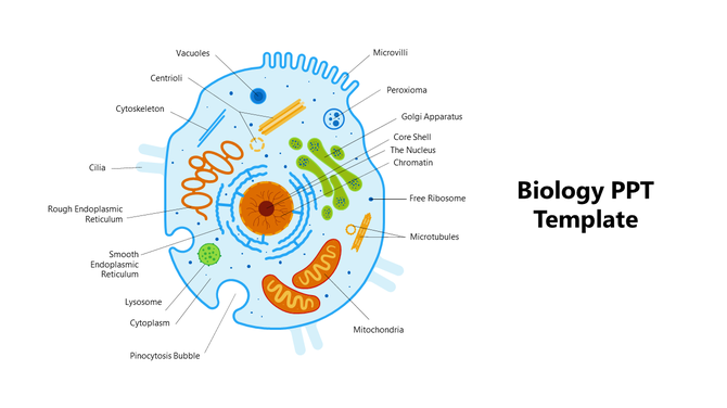 Biology template showing a detailed cell diagram with labeled organelles like mitochondria, nucleus, and lysosomes.