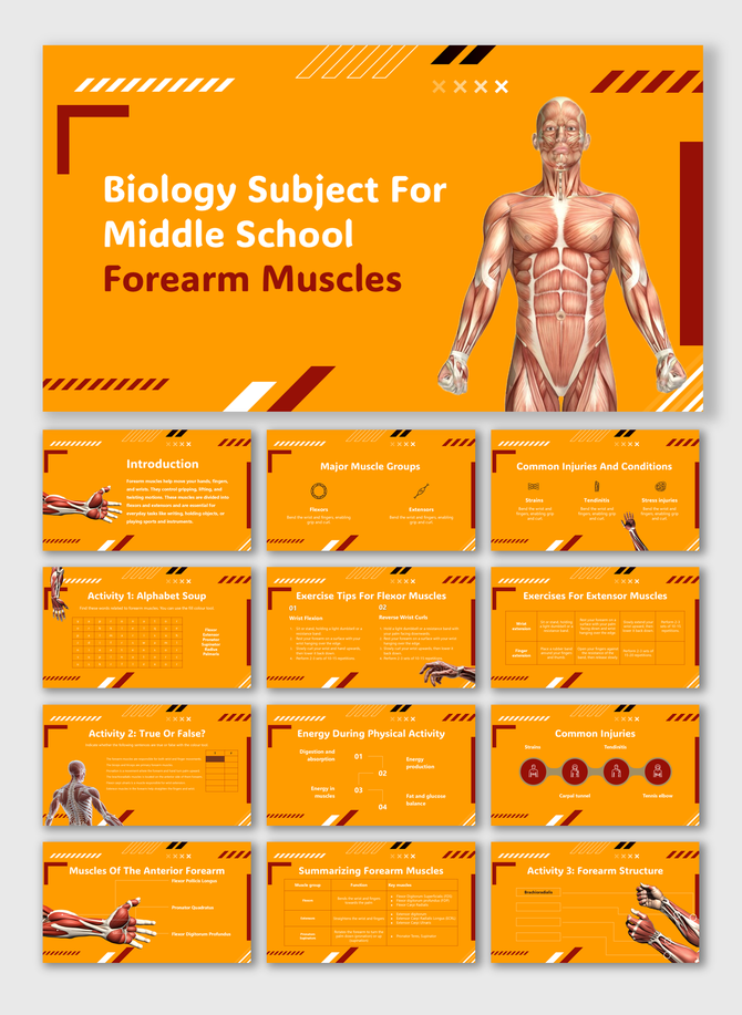 Biology Subject For Middle School Forearm Muscles with labeled diagrams, activities, injuries, and exercises.