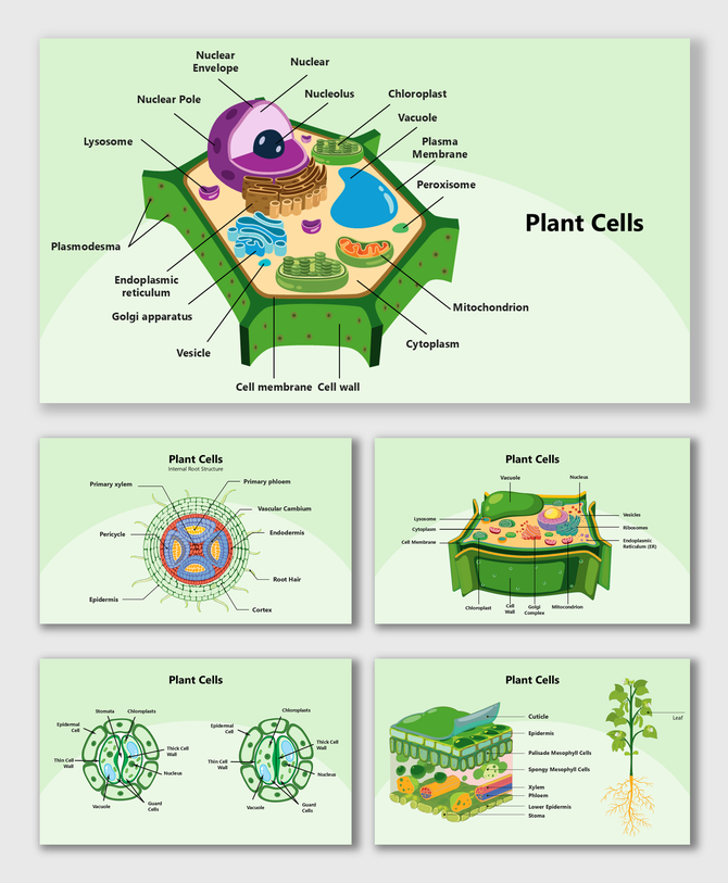 Plant Cells diagrams showing key components like chloroplast, nucleus, mitochondrion, and cell wall structures.