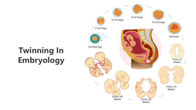 Twinning stages from fertilized egg to fetal development, showing key phases of cell division and embryo growth.
