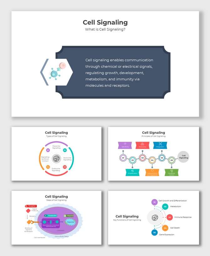 Cell Signaling slides explain types, steps, and functions with molecule icons, pathways, and colorful infographics.
