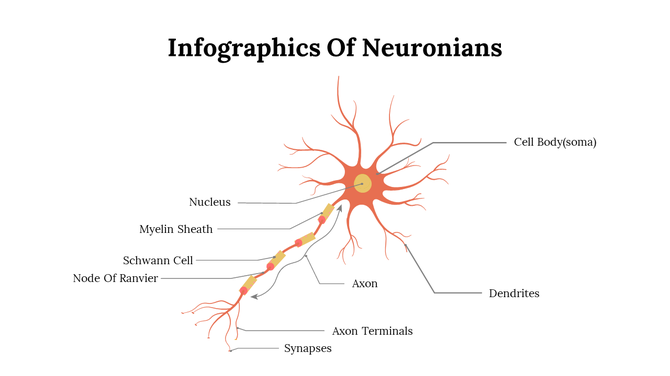 Educational diagram of a neuron with labeled sections including cell body, axon terminals, Schwann cell, and Node of Ranvier.