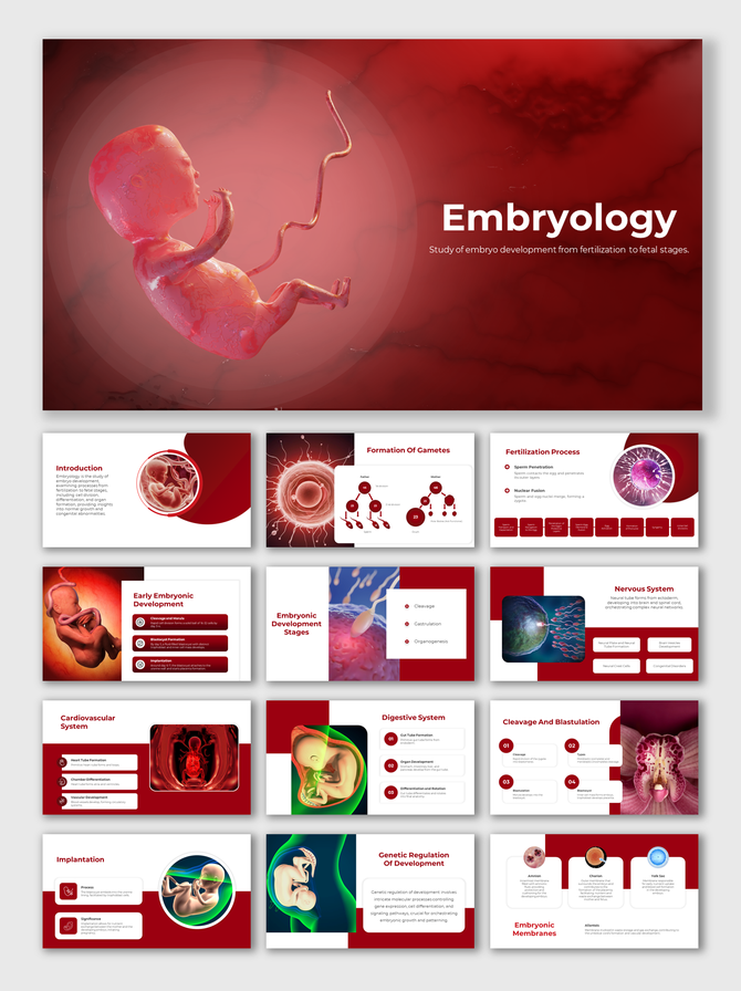 Alt: Embryology cover slide with deep red background showing a fetus development model with title text and medical accents.
