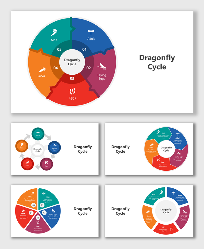Dragonfly cycle visual showing stages from egg to adult in a colorful circular segmented infographic with icons.