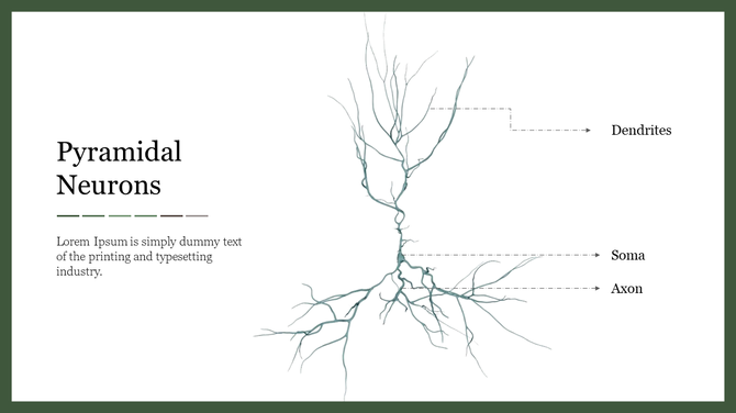 Illustration of a pyramidal neuron with three labeled parts on a white background with green border.