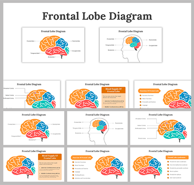 Set of slides featuring the frontal lobe of the brain, in orange highlights, with various labels, and descriptions.