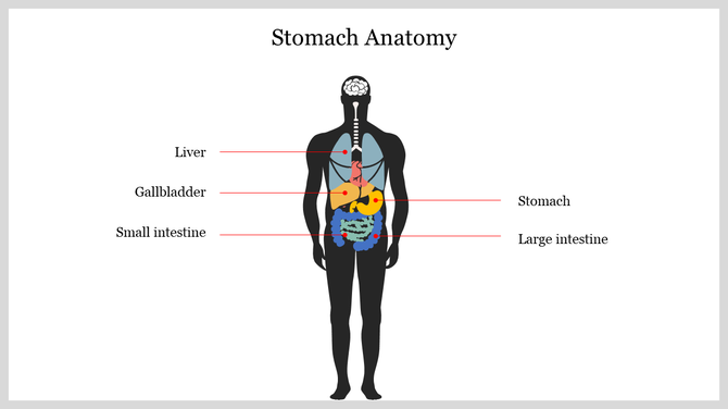 Diagram of human anatomy slide showing the stomach, liver, gallbladder, small intestine, and large intestine.