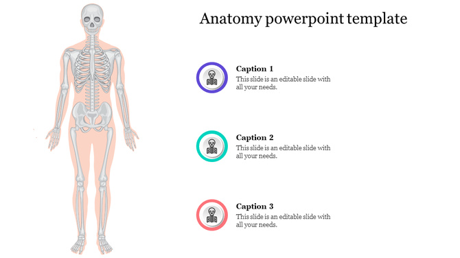 Anatomy slide featuring a human skeleton illustration and three circular captions in purple, teal, and red on the right.