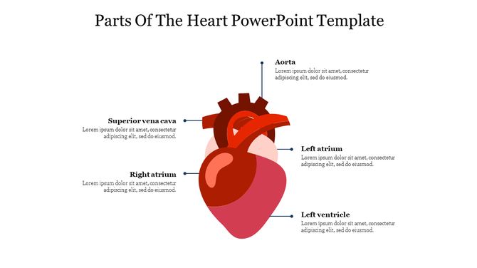 Illustration of a red heart with five labels pointing to different anatomical sections, on a white slide.