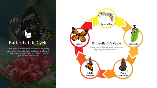 Illustration of the butterfly life cycle showing stages from caterpillar, to adult butterfly on a floral background.