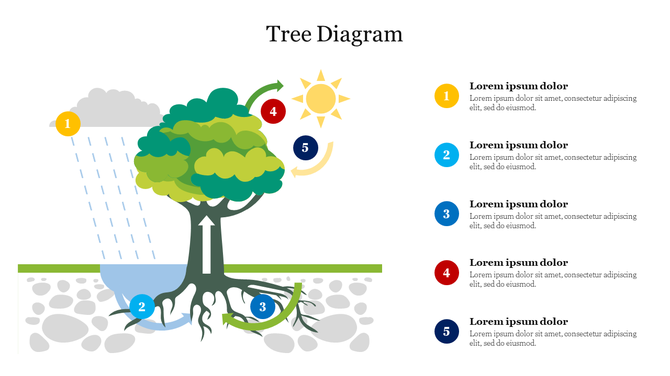 Colorful tree diagram with five numbered steps, showing water, soil, sun, and rain interacting with tree roots and branches.