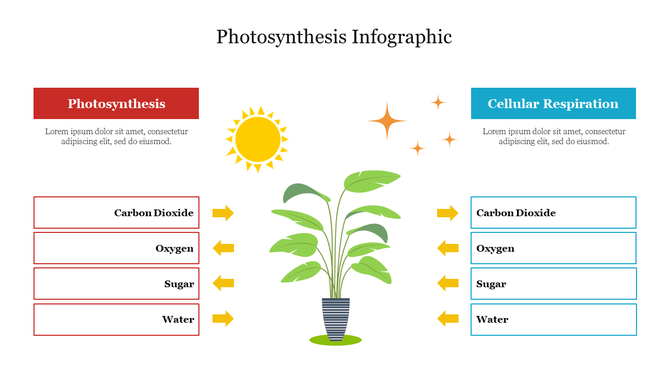 Infographic PPT showing photosynthesis with a plant and cellular respiration on the right, listing gases and sugars involved.