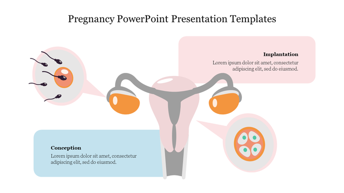 Anatomical diagram of the female reproductive system with labels for conception and implantation stages.