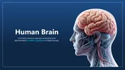 Ready To Use Brain PowerPoint Template And Google Slides