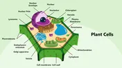 Plant Cells diagrams showing key components like chloroplast, nucleus, mitochondrion, and cell wall structures.