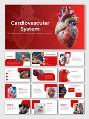 Cardiovascular system PowerPoint slides showing red heart anatomy, blood vessels, and blood flow functions in human health.
