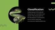 Snake PPT Presentation And Google Slides Templates