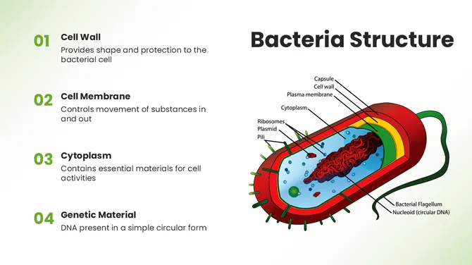 13884-microbiology-powerpoint-template-04