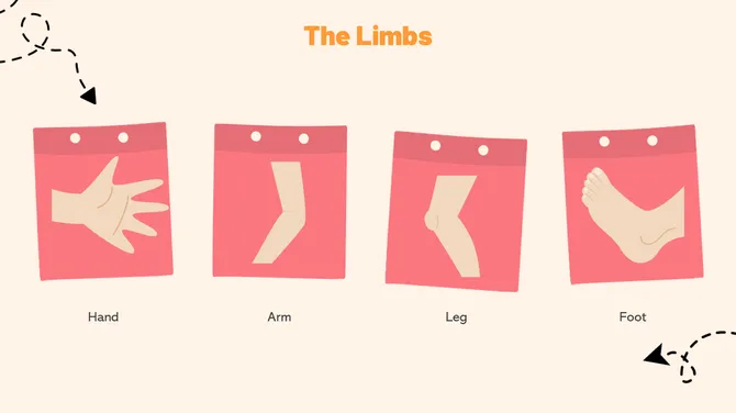 Biology Subject For Pre-K Parts Of The Body slide4