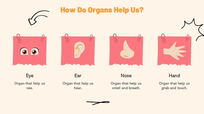 Biology Subject For Pre-K Parts Of The Body slide10