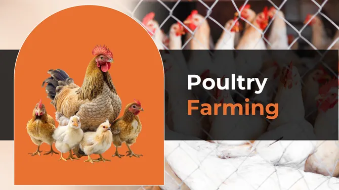 300857-poultry-farming-01-670