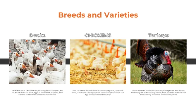 300857-poultry-farming-03-670