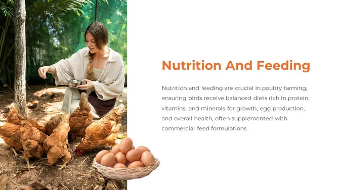 300857-poultry-farming-04-670