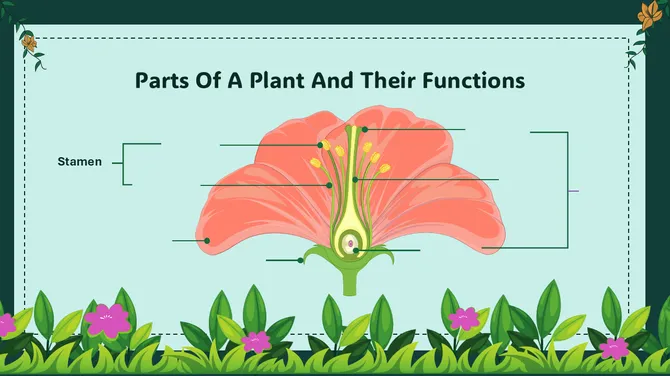 Biology Lesson For Middle School Kingdom Plantae slide8