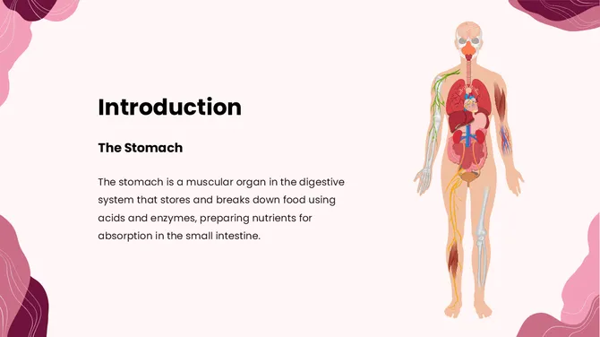 Biology Subject For High School The Stomach slide2