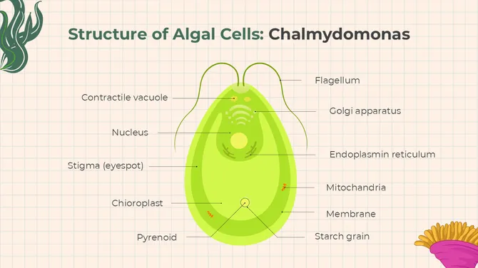 The Biology Subject For High School Algae And Fungi slide5