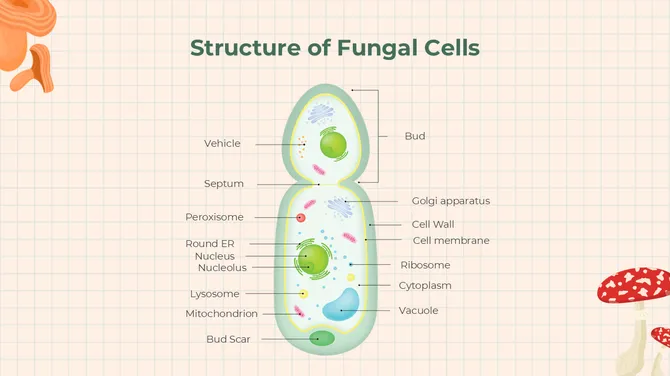 The Biology Subject For High School Algae And Fungi slide9