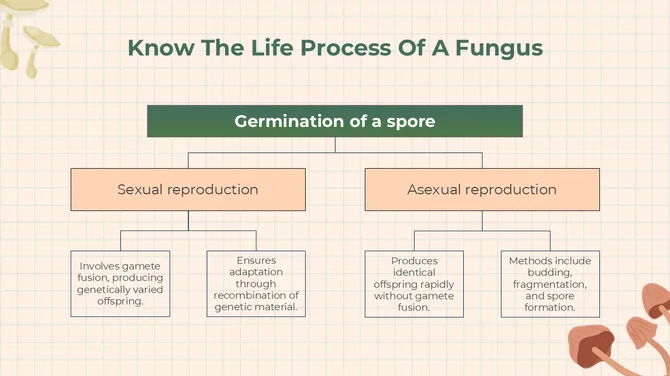 The Biology Subject For High School Algae And Fungi slide11