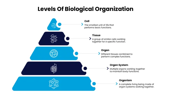 47662-biology-slide-template-03