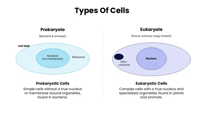 47662-biology-slide-template-05