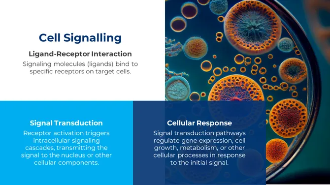 500730-cell-biology-11