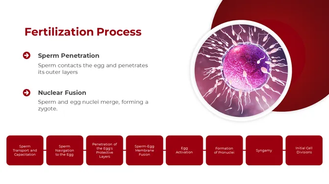 500757-embryology-04-670