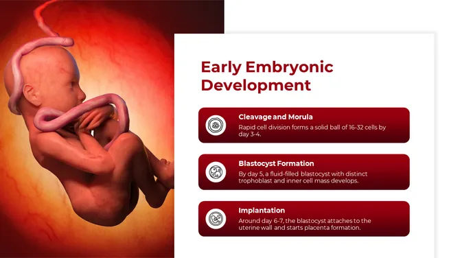 500757-embryology-05-670