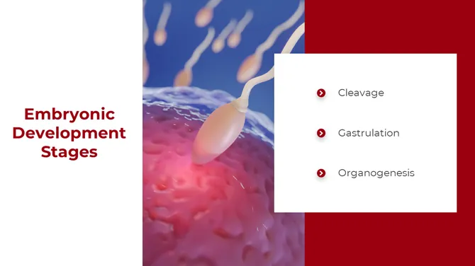 500757-embryology-06-670