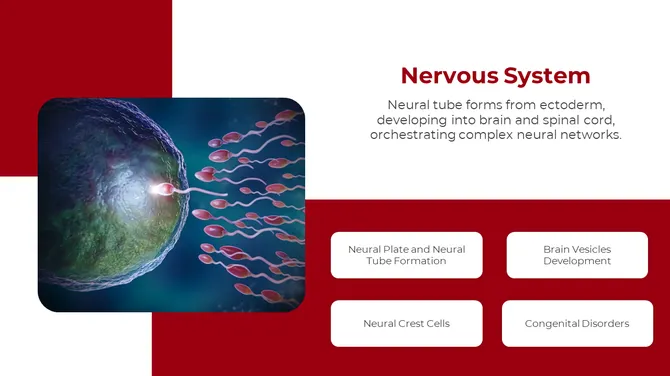 500757-embryology-07-670