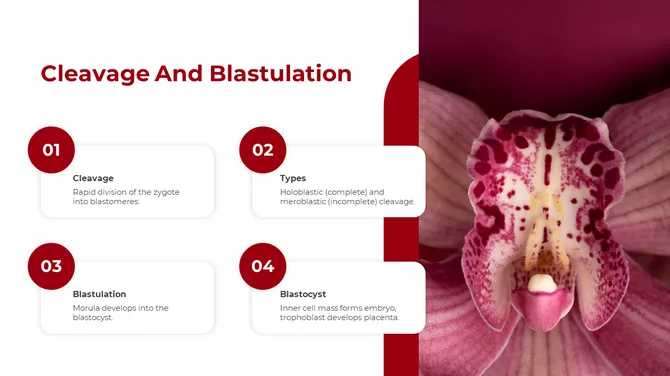 500757-embryology-10-670