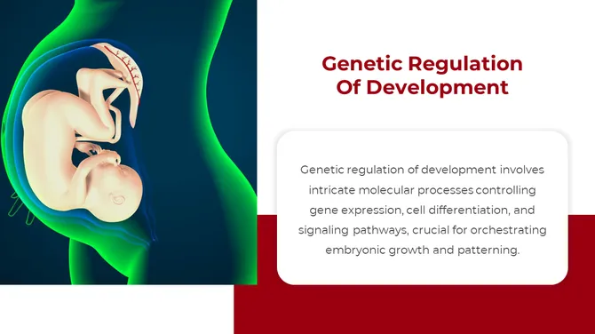 500757-embryology-12-670