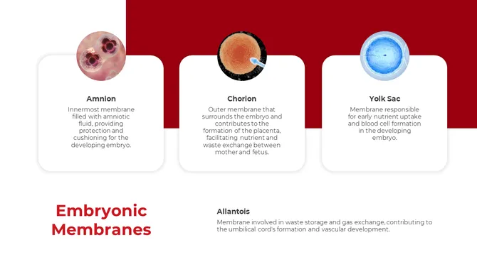 500757-embryology-13-670