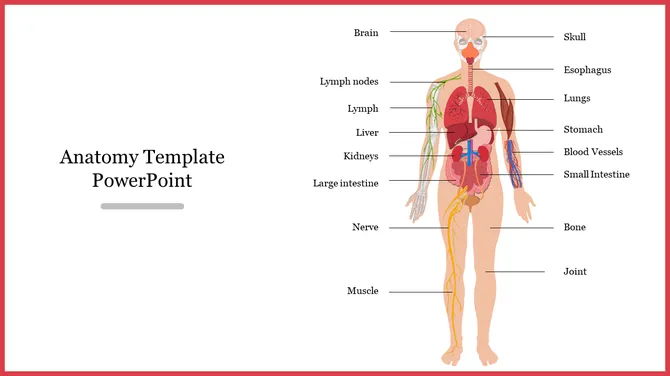 Illustration of human anatomy with labeled organs and systems, and text on the left in a red border.